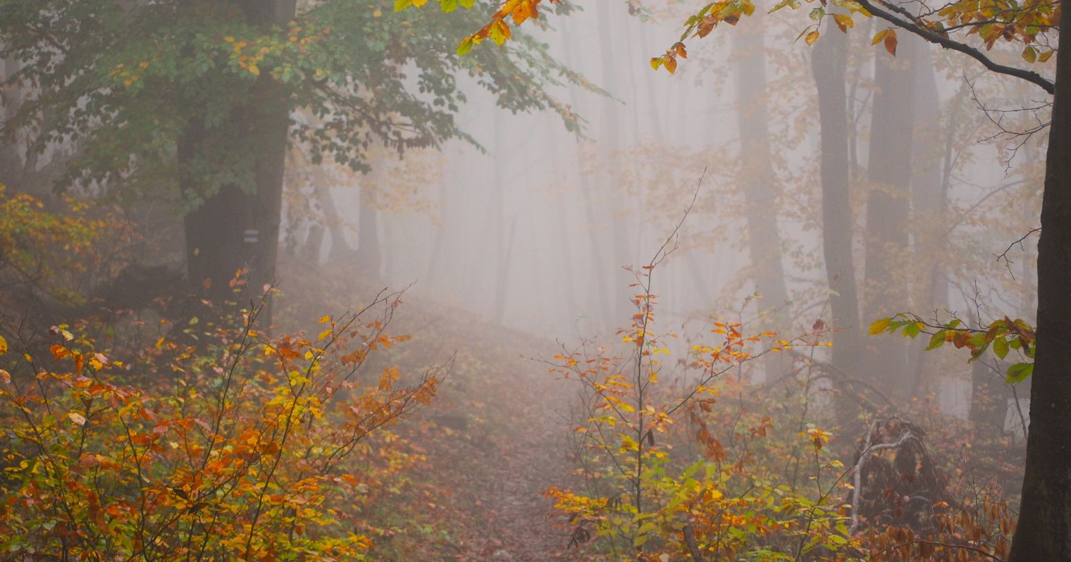 Ködös őszi erdei út.