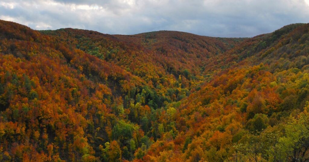Piros,sárga, barna és zöldes színekben játszó őszi erdei látkép.