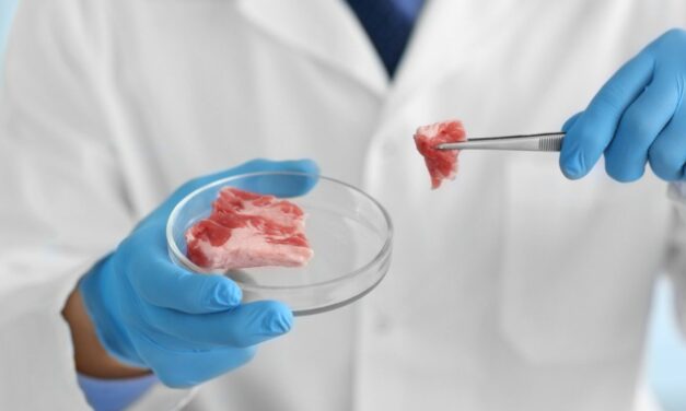 Húsipari technikus szakma leírása