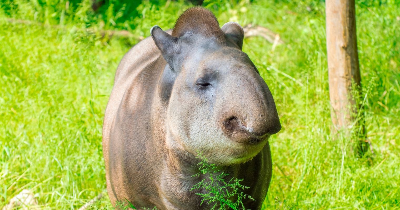 Nagyobb testű állat van a képen, aminek az orra kissé a szájára hajlik, hátrébb pedig hátrafelé álló fülei vannak, szürkés barna színű és aranyos tekintetű.