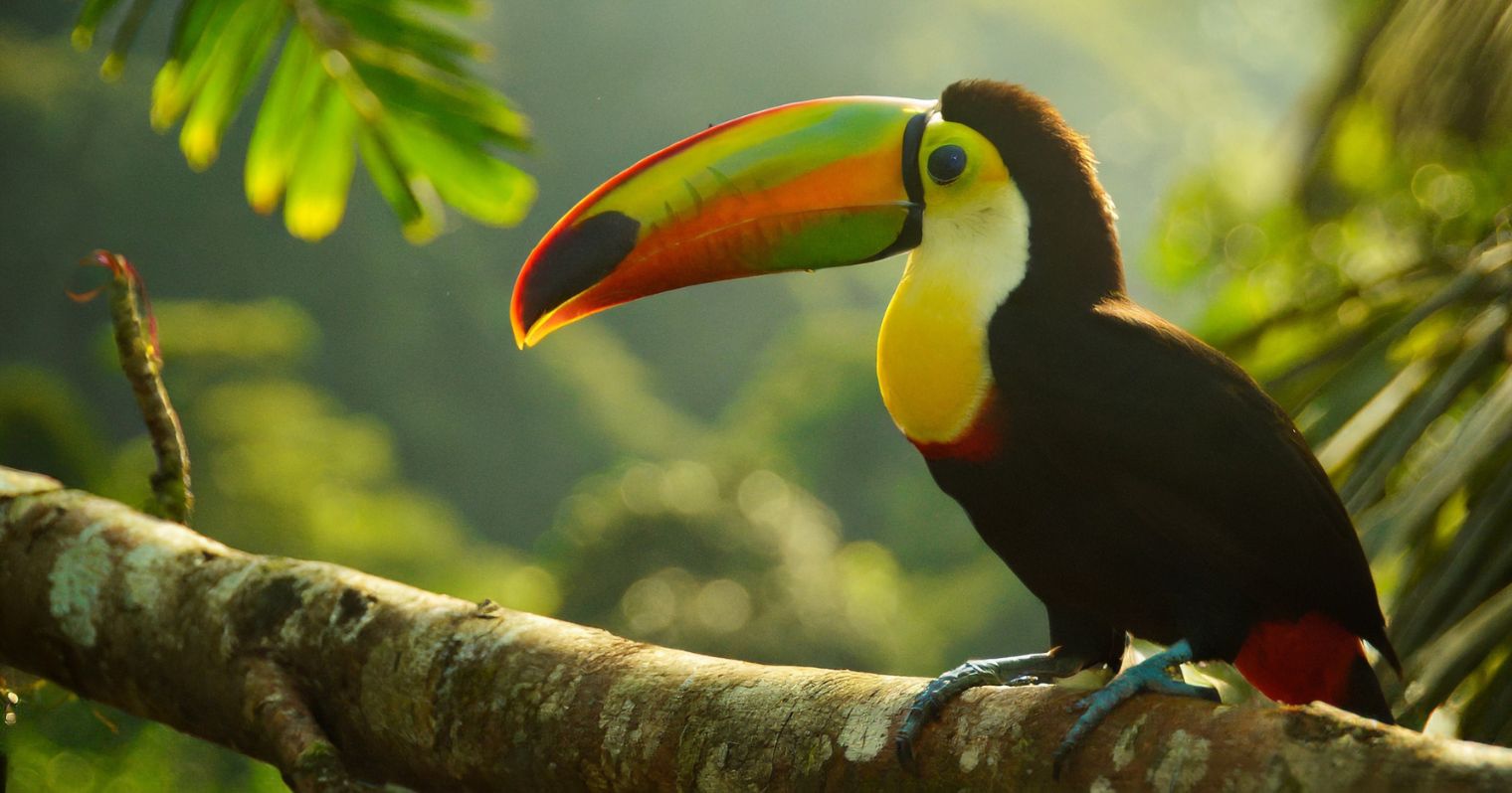 Egy faágon ül egy nagy és színes csőrű, sárga nyakú, fekete madár.