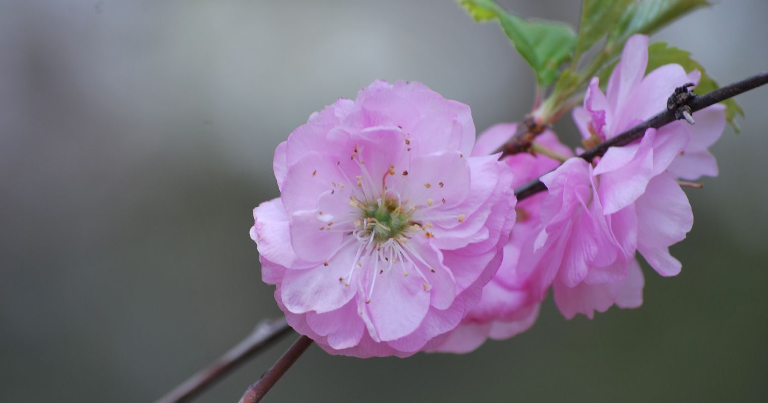 Fás ágon növő rózsaszín sok szirmú virág.