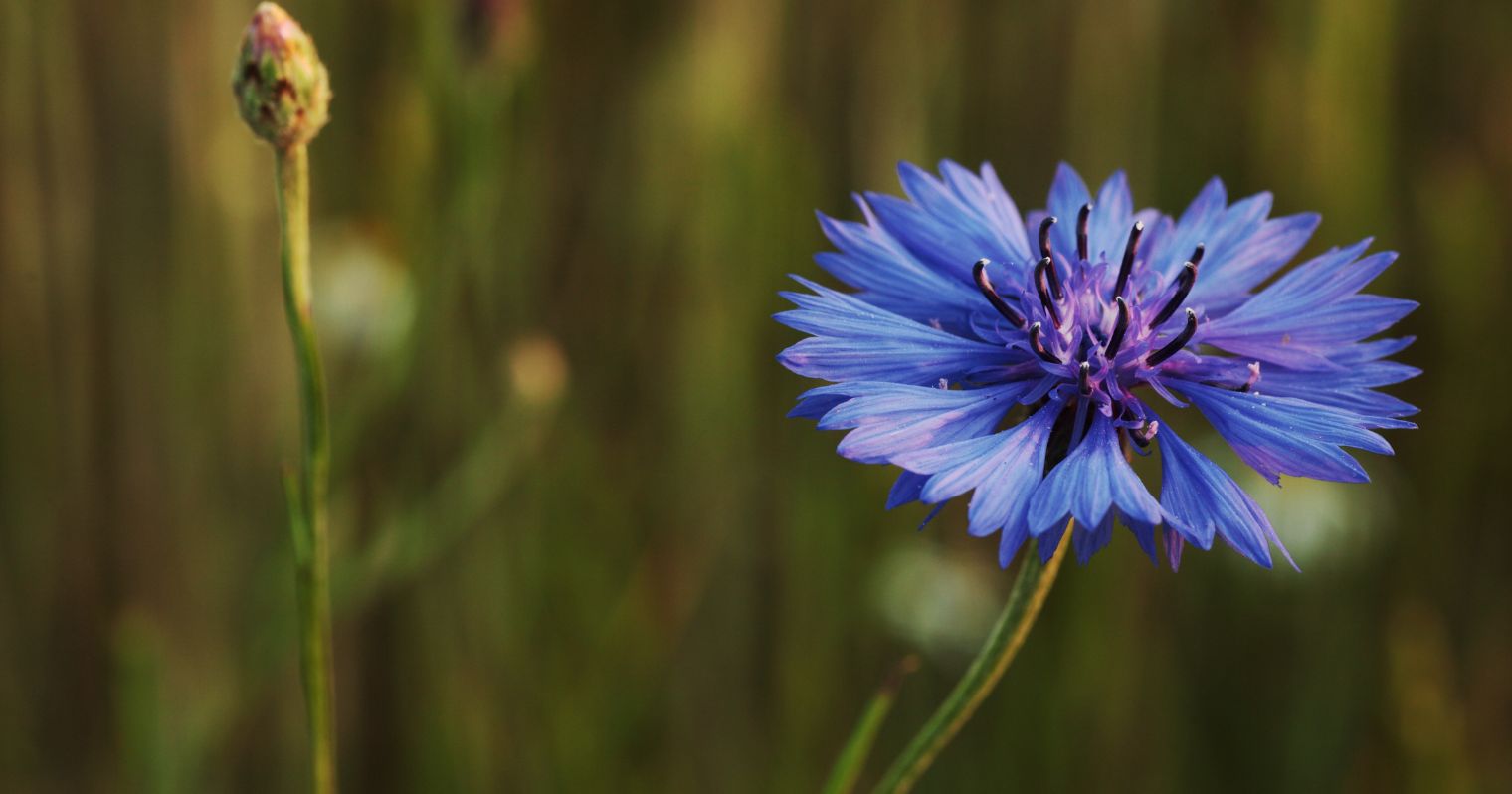 Hosszú lágyszárú nagy kék virág, aminek a szirmainak a vége cakkos.