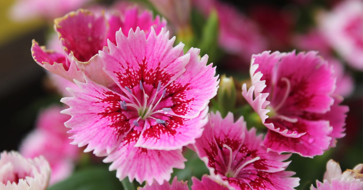 Rózsaszín, cakkos szirmú virág, a szirmok belső részén pirosas színeződés van.