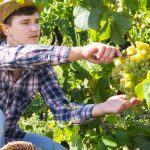 Mikor érett a szőlő? – avagy a szőlész-borász nagy dilemmája