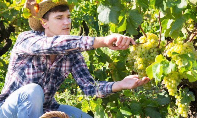 Mikor érett a szőlő? – avagy a szőlész-borász nagy dilemmája