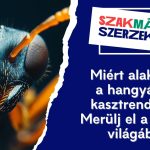 Miért alakult ki a hangyáknál kasztrendszer? – Merülj el a rovarok világában!