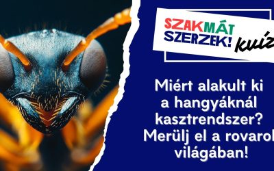 Miért alakult ki a hangyáknál kasztrendszer? – Merülj el a rovarok világában!