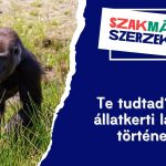 Te tudtad? Híres állatkerti lakók és történeteik
