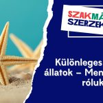 Különleges tengeri állatok – Mennyit tudsz róluk?